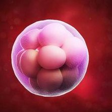 上海试管婴儿过程全解析